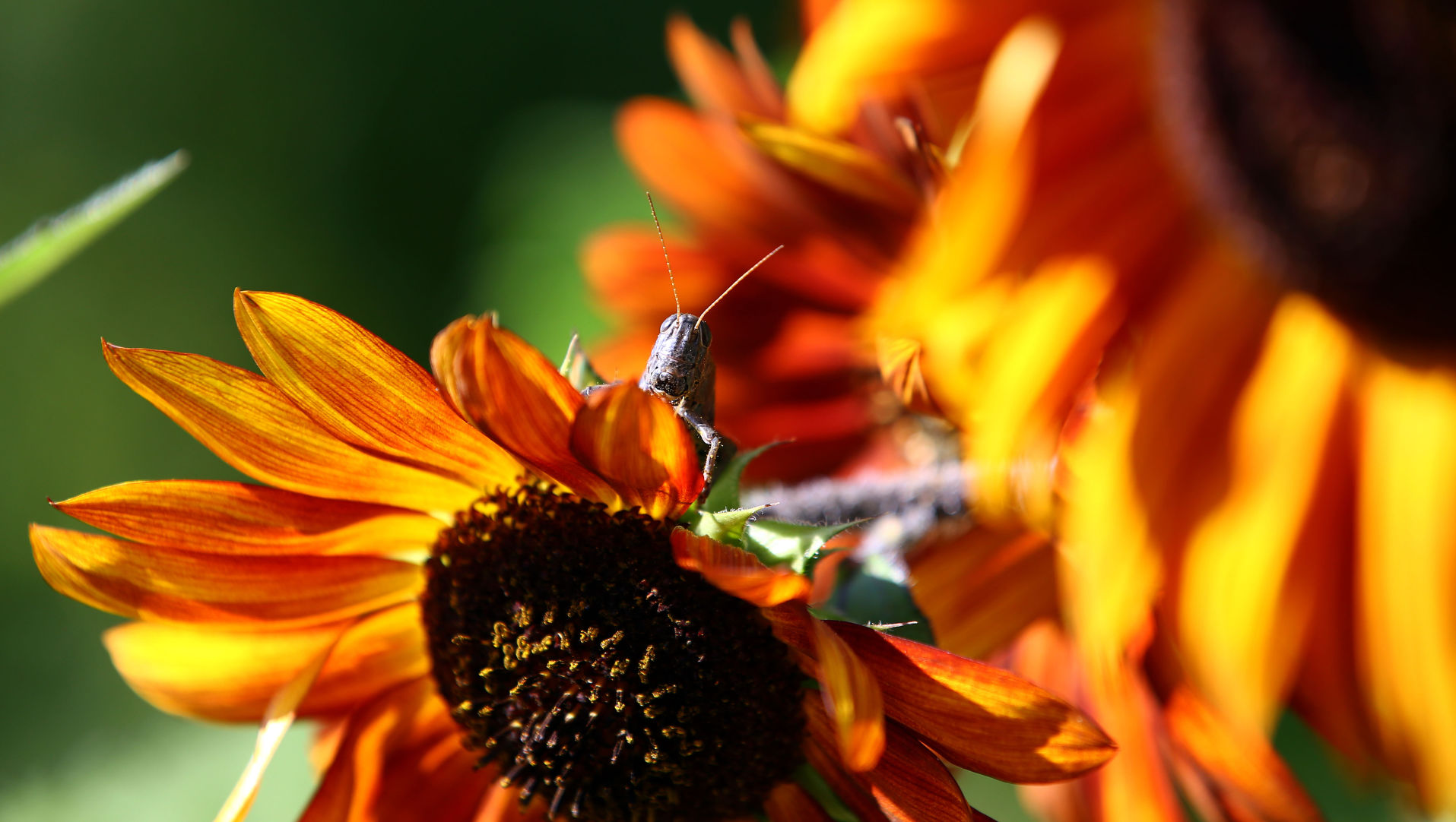 VIEWFINDER CGK grasshopper